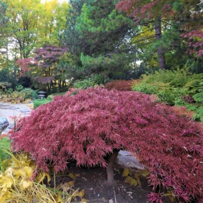 Inaba Shidare Japanese Maple Garden Plant