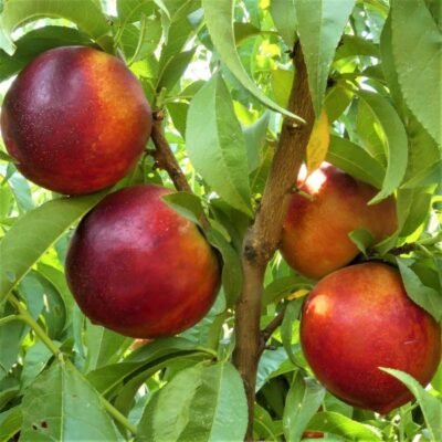 Independence Nectarine Garden Plant