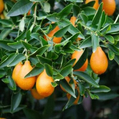 Indio Mandarinquat Garden Plant