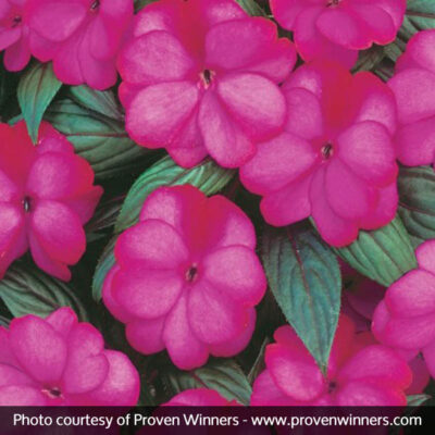 Infinity Blushing Lilac Impatiens Garden Plant