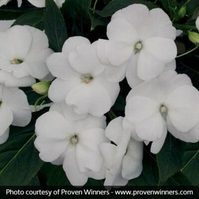 Infinity White Impatiens Garden Plant