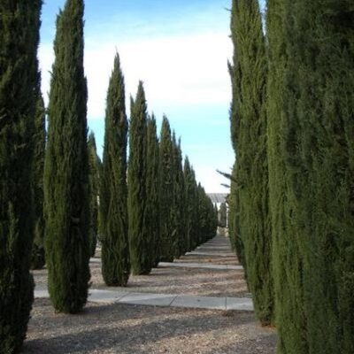 Italian Cypress Tree Garden Plant