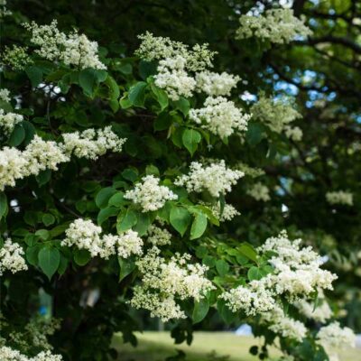 Ivory Pillar Japanese Lilac Tree Garden Plant