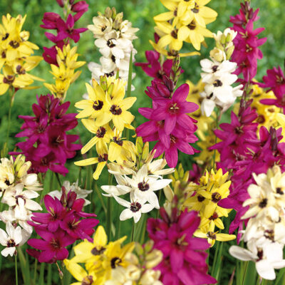 Ixia Mix Garden Plant