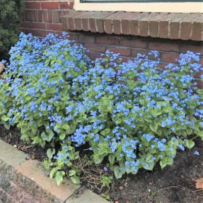 Jack Frost Brunnera Garden Plant