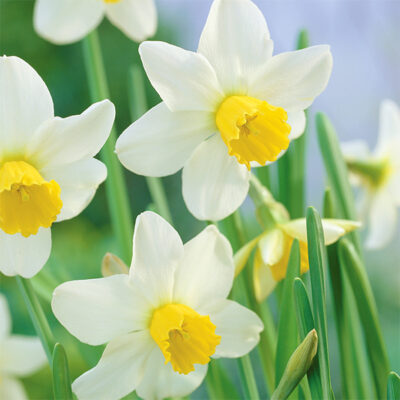 Jack Snipe Daffodil Garden Plant