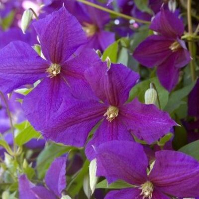 Jackmanii Clematis Garden Plant