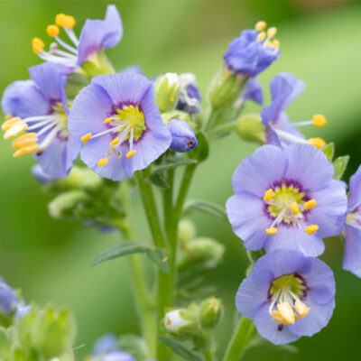 Jacob's Ladder Garden Plant