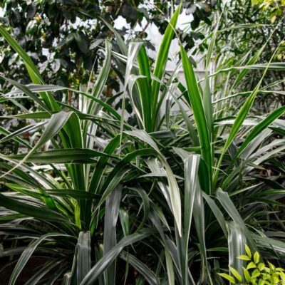 Janet Craig Dracaena Garden Plant