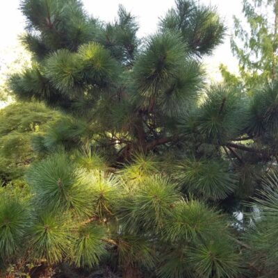 Japanese Black Pine Garden Plant