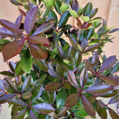 Japanese Curled Leaf Ligustrum Garden Plant