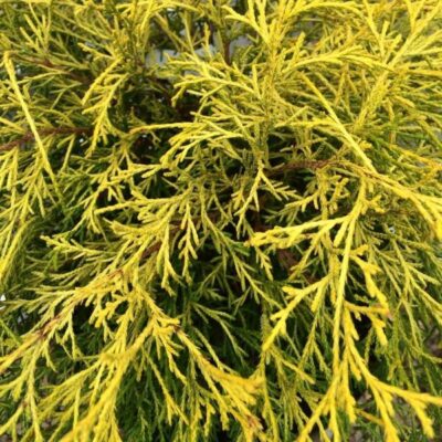 Japanese Lemon Thread False Cypress Garden Plant