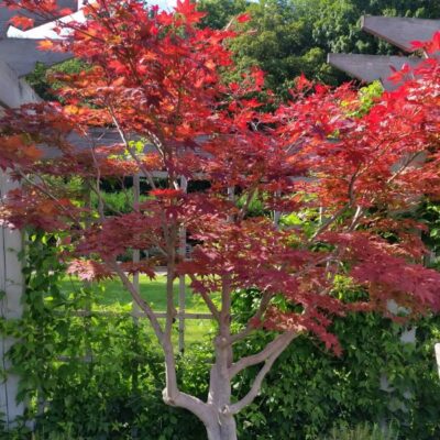 Japanese Red Maple Garden Plant