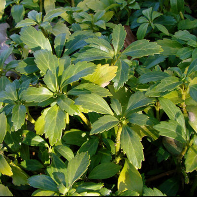 Japanese Spurge Garden Plant