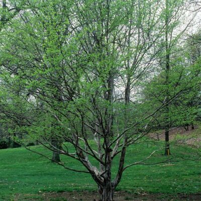 Japanese Stewartia Garden Plant