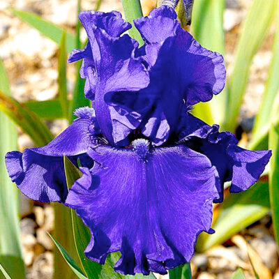 Java Blue Tall Bearded Iris Garden Plant