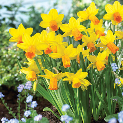 Jetfire Daffodil Garden Plant