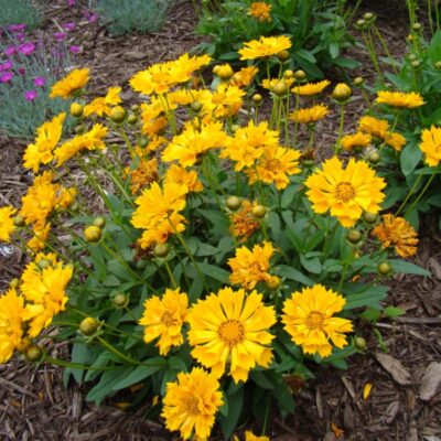 Jethro Tull Coreopsis Garden Plant