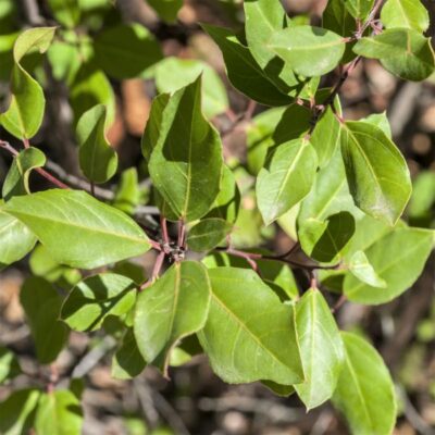 John Edwards Italian Buckthorn Garden Plant