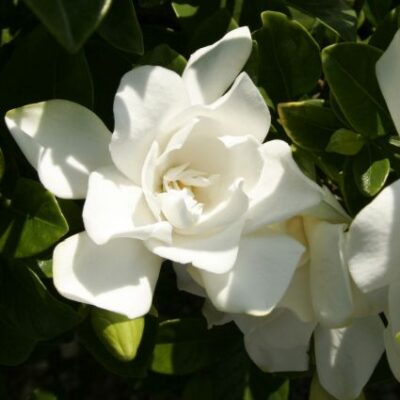 Jubilation Gardenia Garden Plant