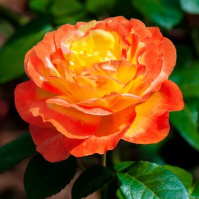 Judy Garland Floribunda Rose Garden Plant