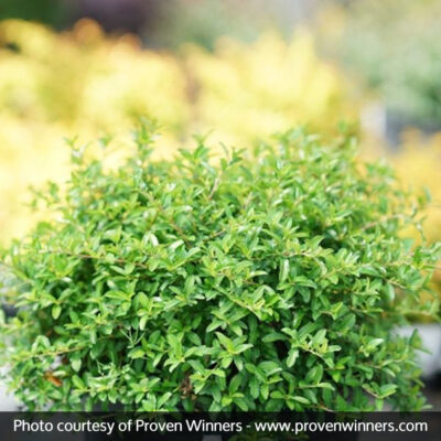 Juke Box Pyracomeles Garden Plant
