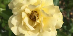 Julia Child Rose Garden Plant