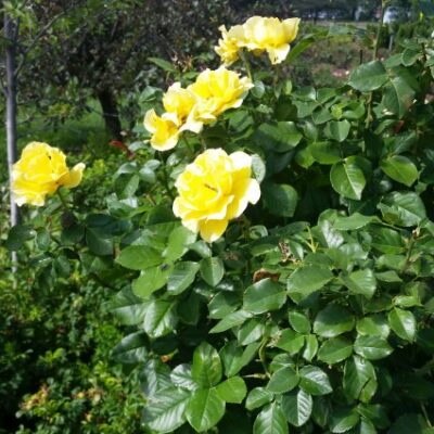 Julia Child Rose Tree Garden Plant