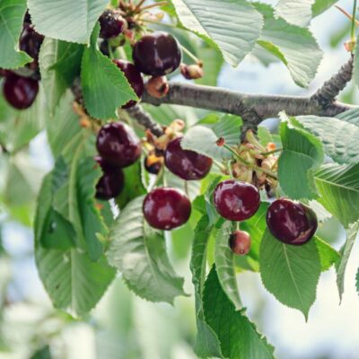 Juliet Dwarf Cherry Garden Plant