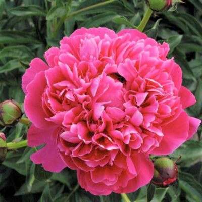 Kansas Peony Garden Plant