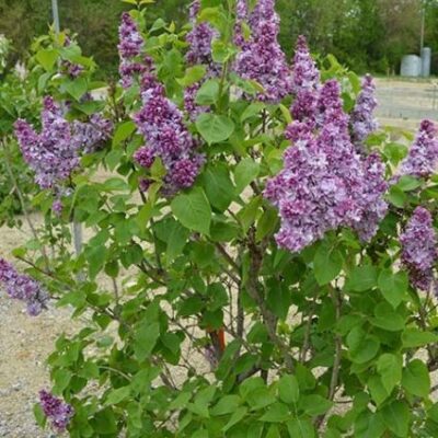 Katherine Havemeyer Lilac Garden Plant