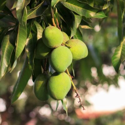 Keitt Mango Tree Garden Plant