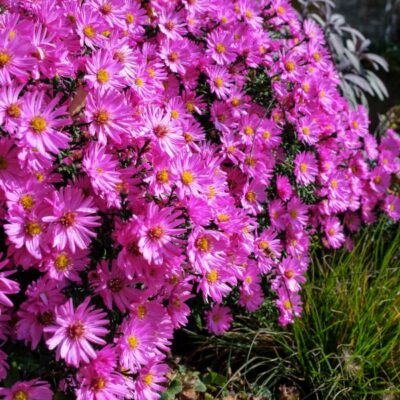 KICKIN Aster Carmine Red Garden Plant