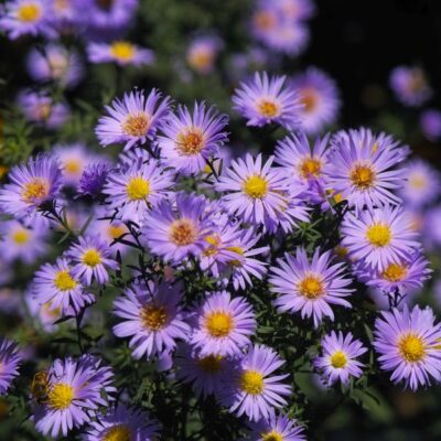 KICKIN Aster Lilac Blue Garden Plant