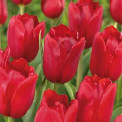 Kingsblood Tulip Garden Plant