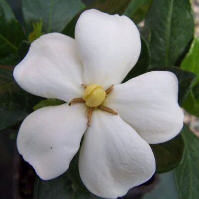 Kleim's Hardy Gardenia Garden Plant