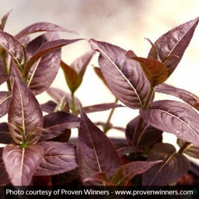 Kodiak Black Honeysuckle Bush Garden Plant