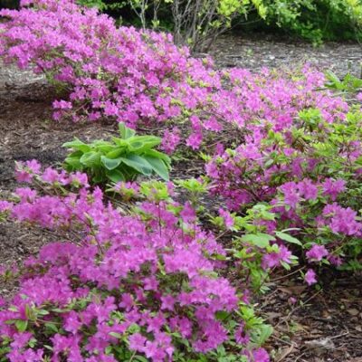 Korean Rhododendron Garden Plant