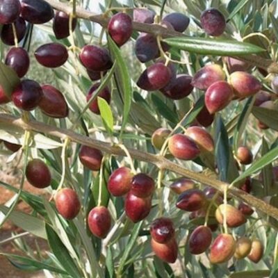 Koroneiki Olive Tree Garden Plant