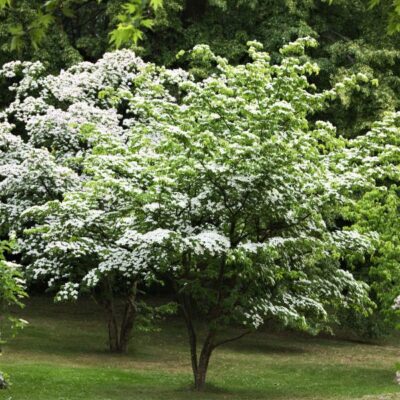 Kousa Dogwood Garden Plant