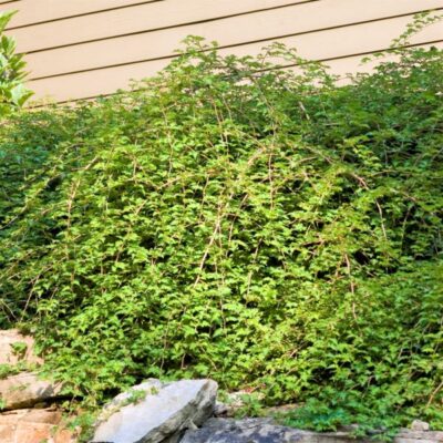 Lace Shrub Garden Plant