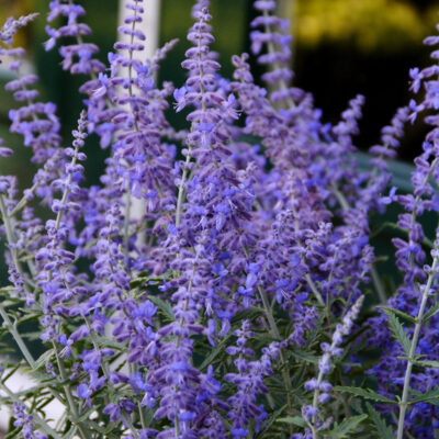 Lacey Blue Russian Sage Garden Plant