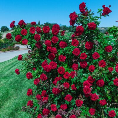 Lady In Red Rose Garden Plant