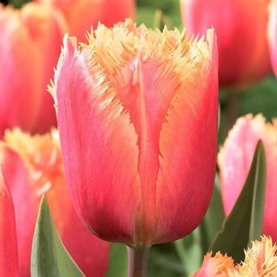 Lambada Tulip Garden Plant