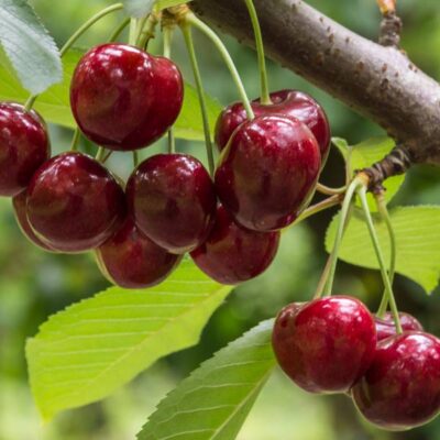 Lambert Sweet Cherry Tree Garden Plant