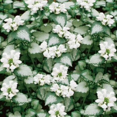 Lamium White Nancy Garden Plant
