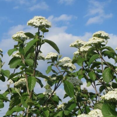 Lantana Viburnum Garden Plant