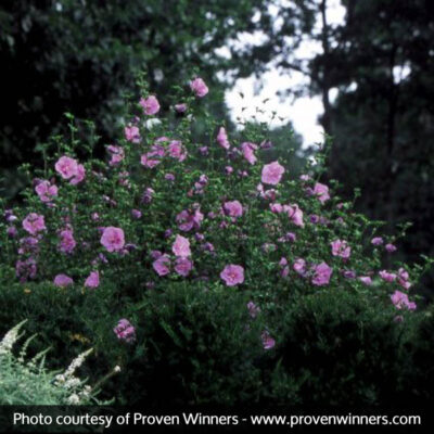 Lavender Chiffon Rose of Sharon Garden Plant