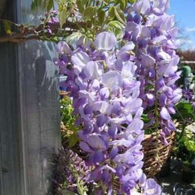 Lavender Falls Wisteria Garden Plant