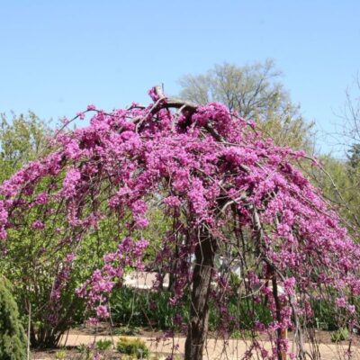 Lavender Twist Weeping Redbud Garden Plant